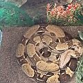 Stella our female Boa