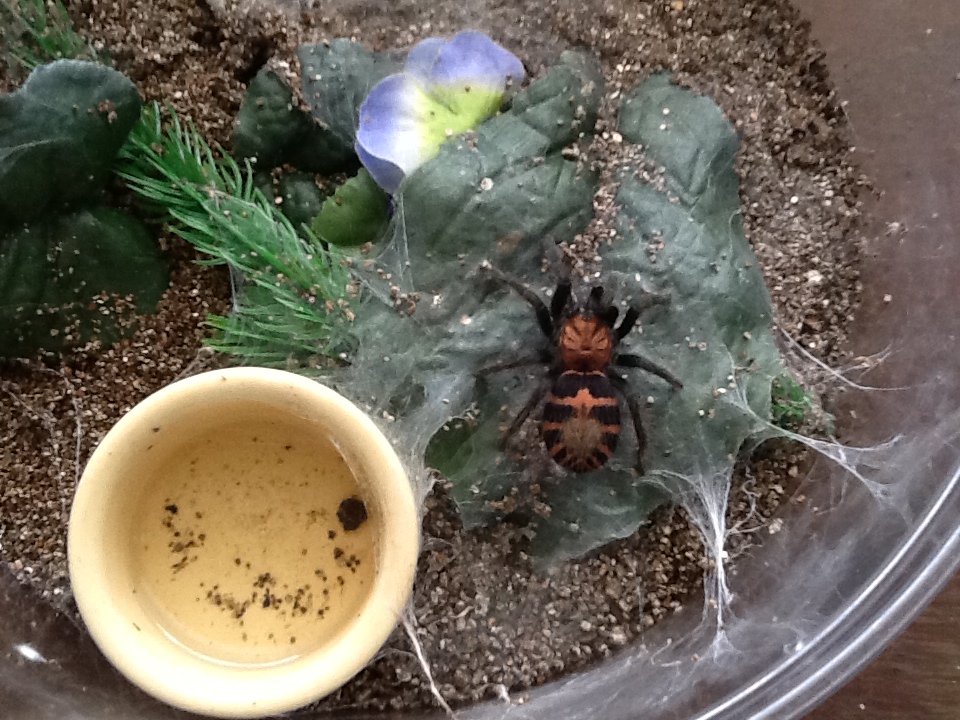 C. fasciatum