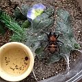C. fasciatum