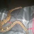 my BP pics