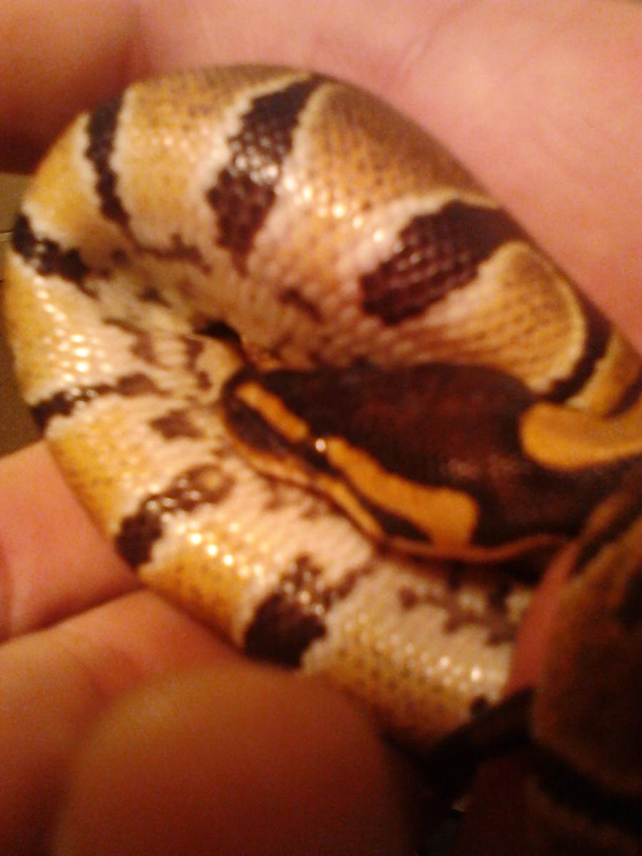 my first ball python!