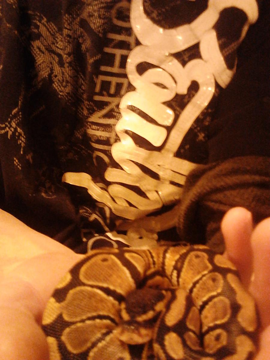 my first ball python!