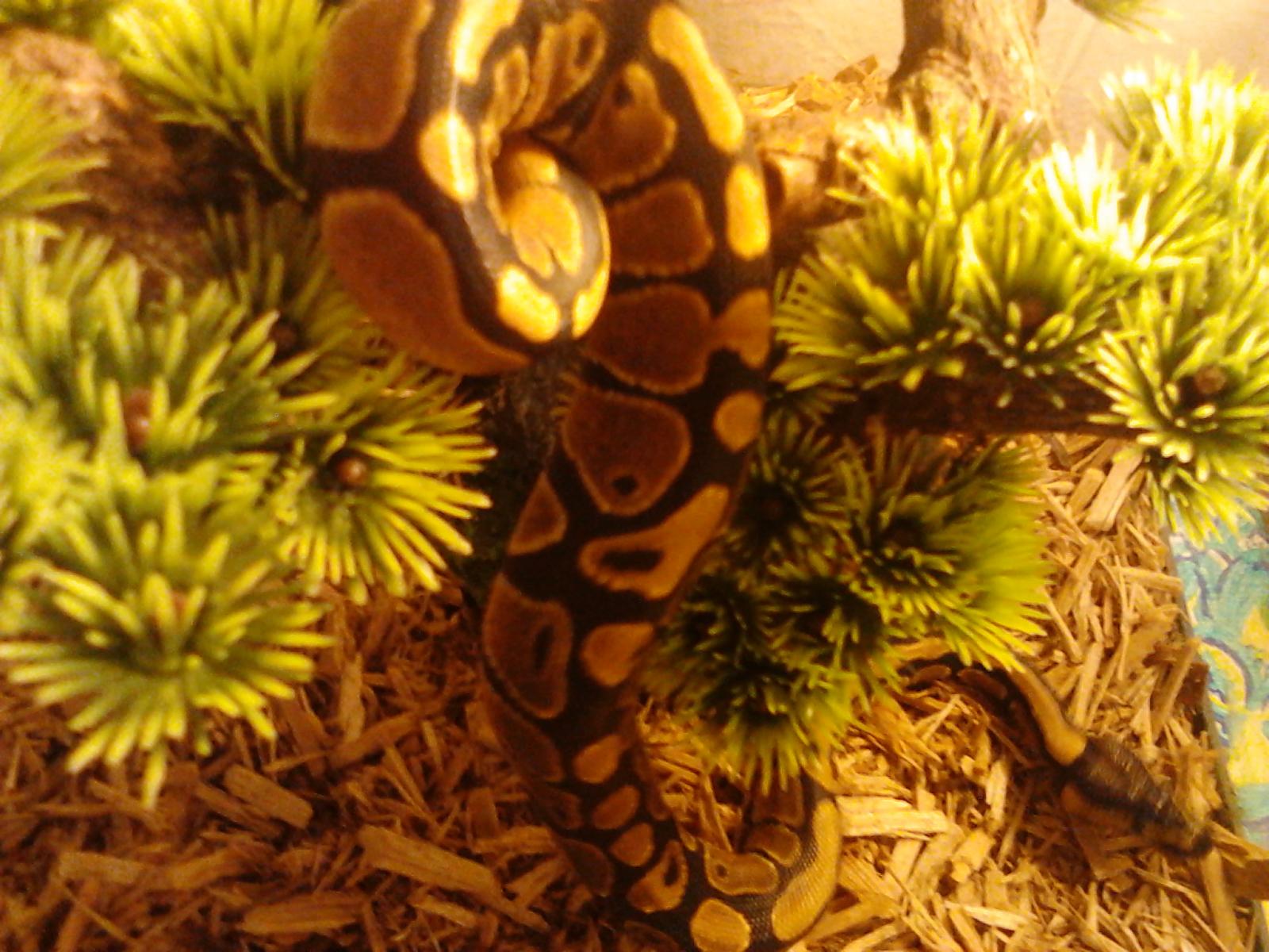 my first ball python!