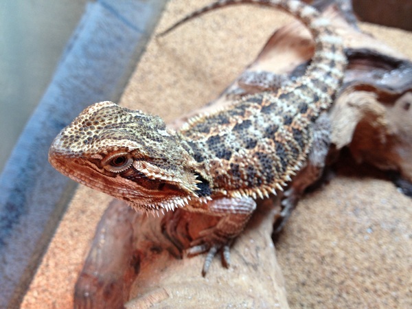 Irwin