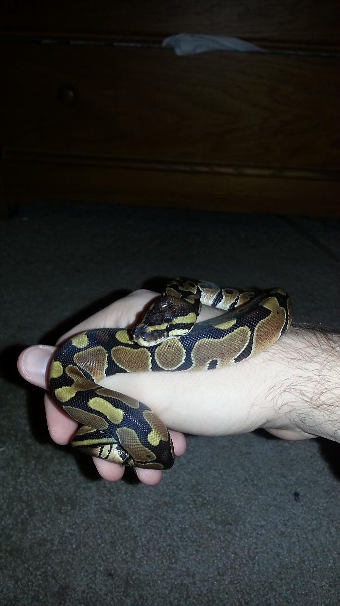 Jake