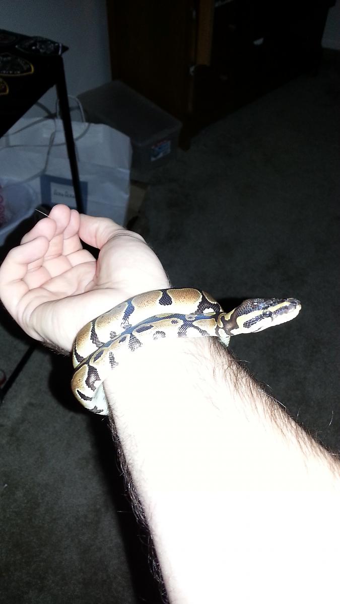 Jake