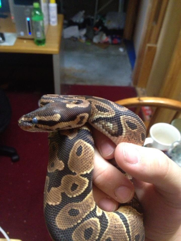 Oscuras going into shed
