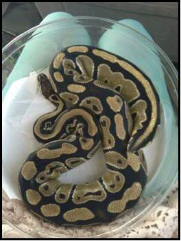 Angelina Club Tail Normal