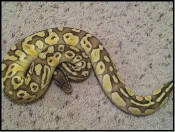 Pastel Lesser Eren
