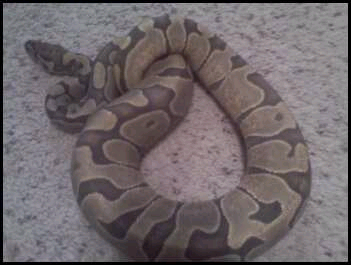 Hypo Enchi Sophia