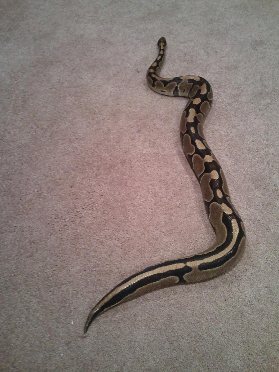 my snakes
