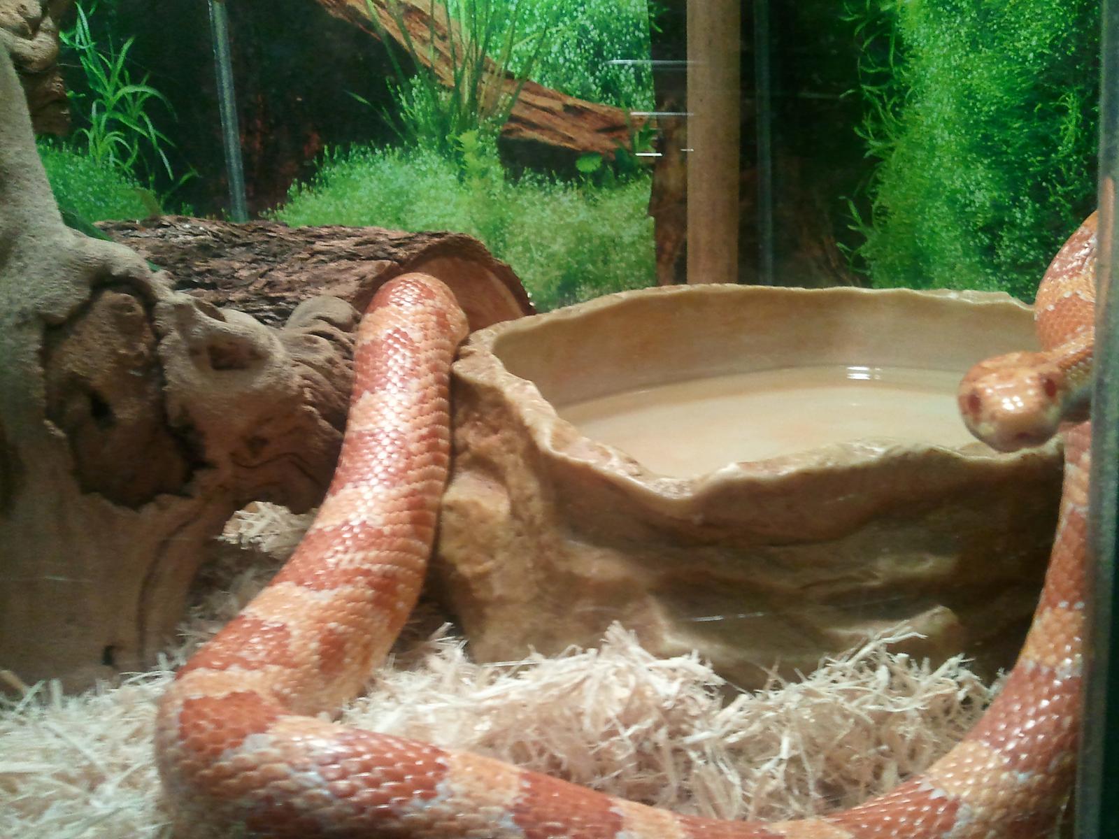 my snakes