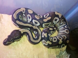 My snakes