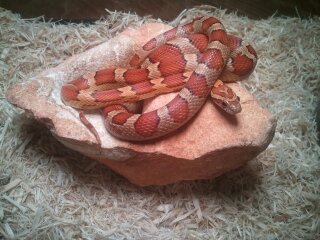 my snakes