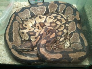 my snakes