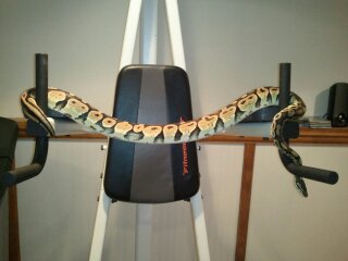 my snakes
