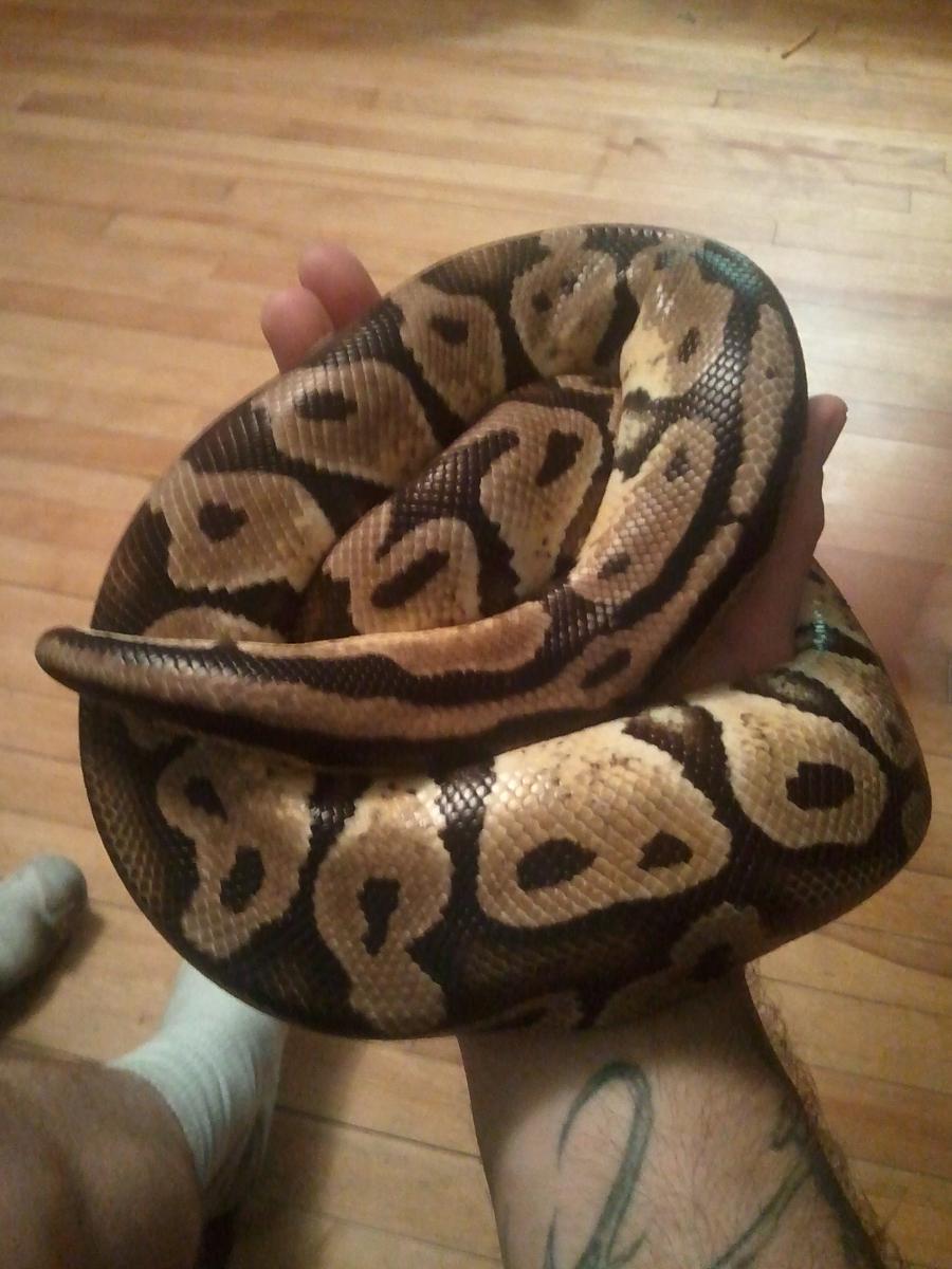my snakes