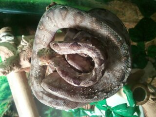my snakes