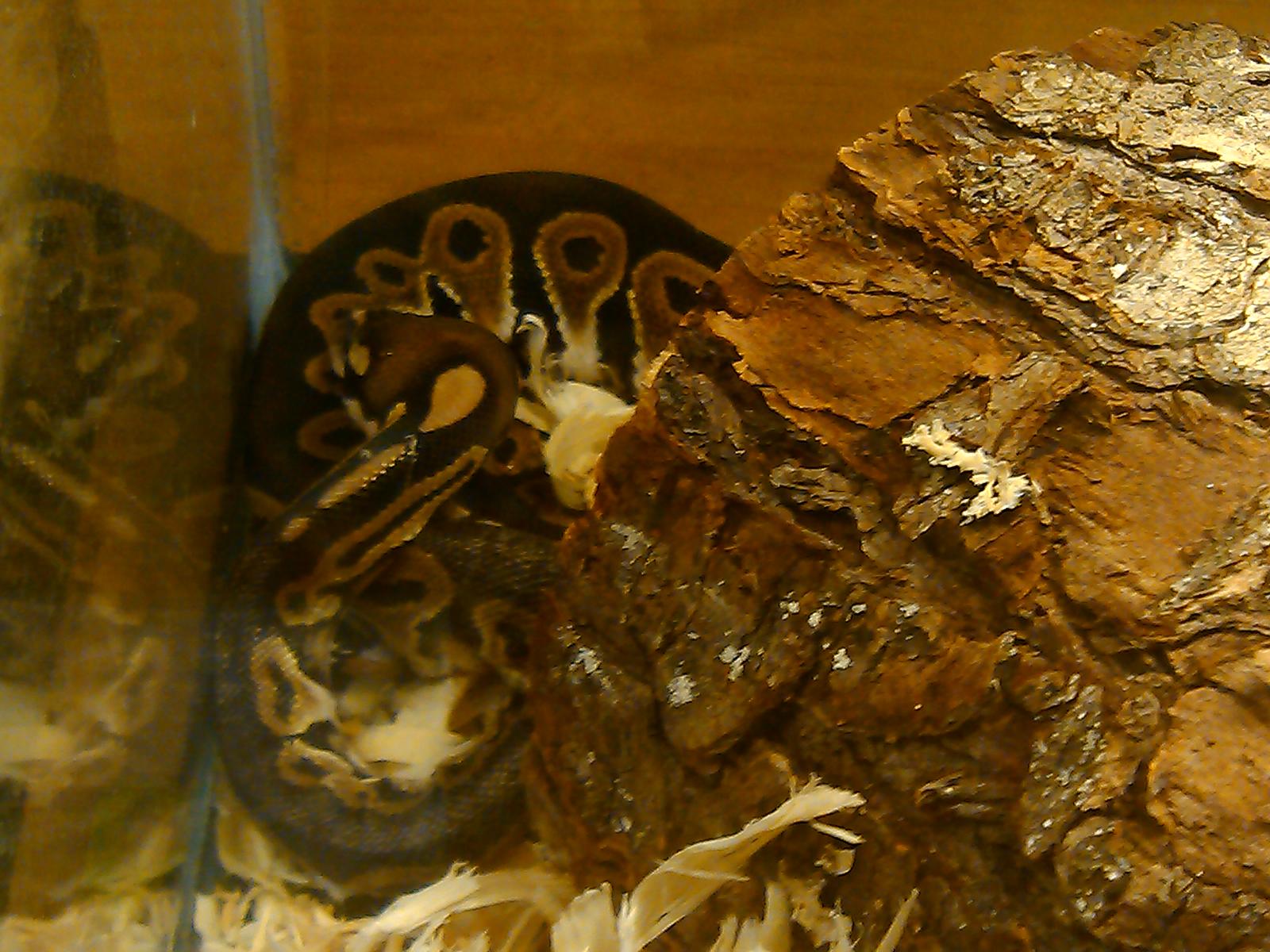 Our BP's
