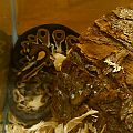 Our BP's