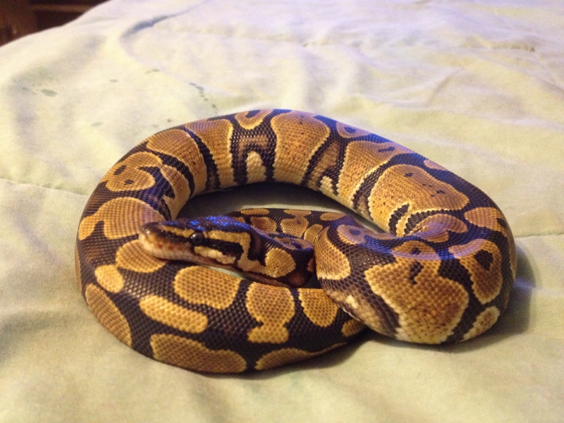 Lucy