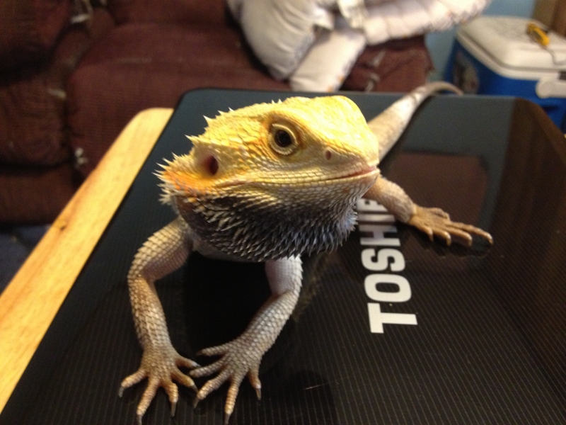 Lenny