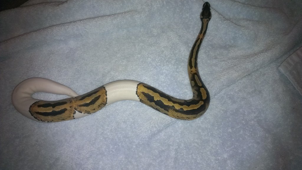 male piebald