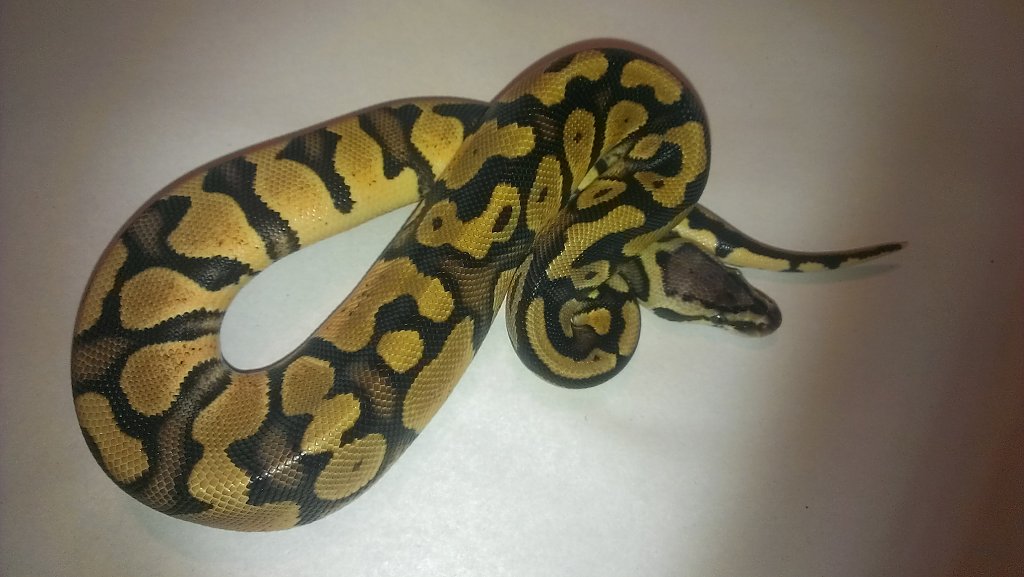 female pastel het pied