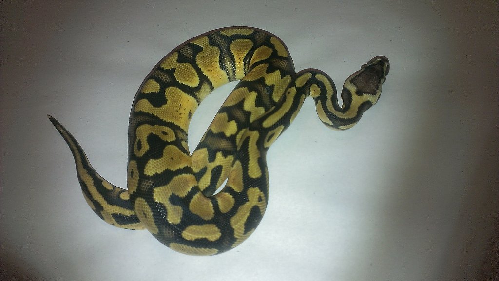 female pastel het pied