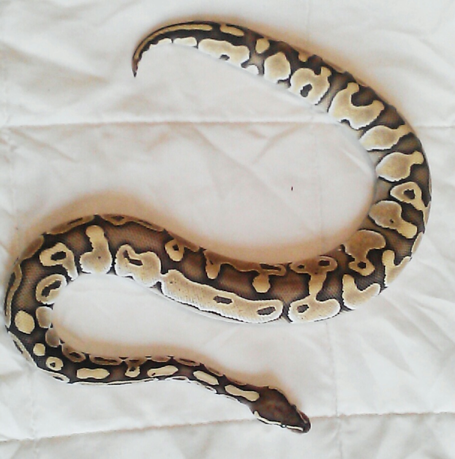 a few pics of my BP's