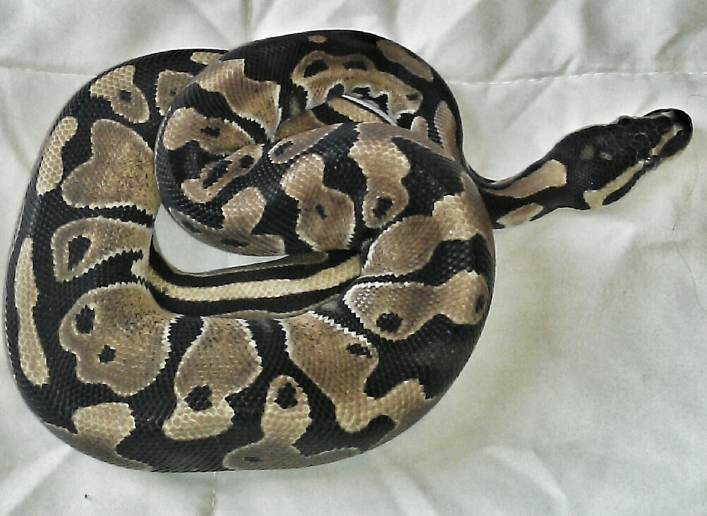a few pics of my BP's