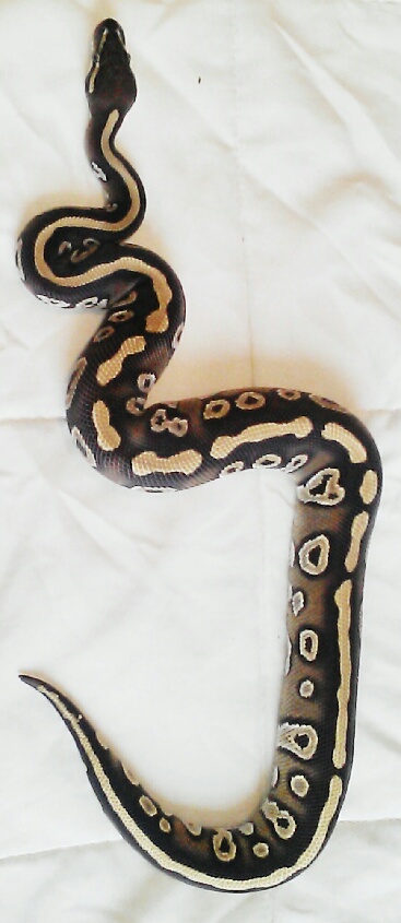 a few pics of my BP's