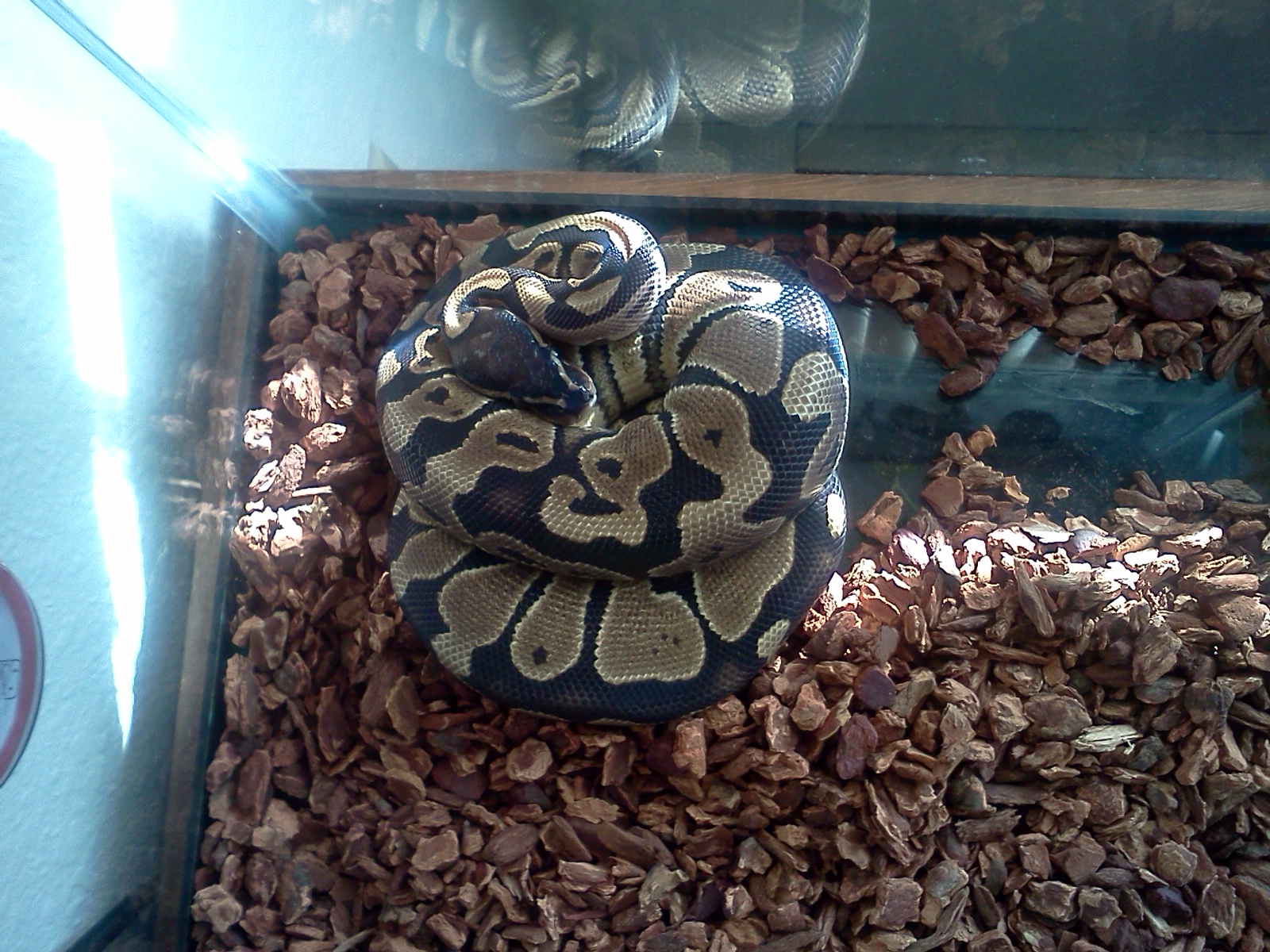 my juvenile Ball