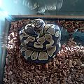 my juvenile Ball