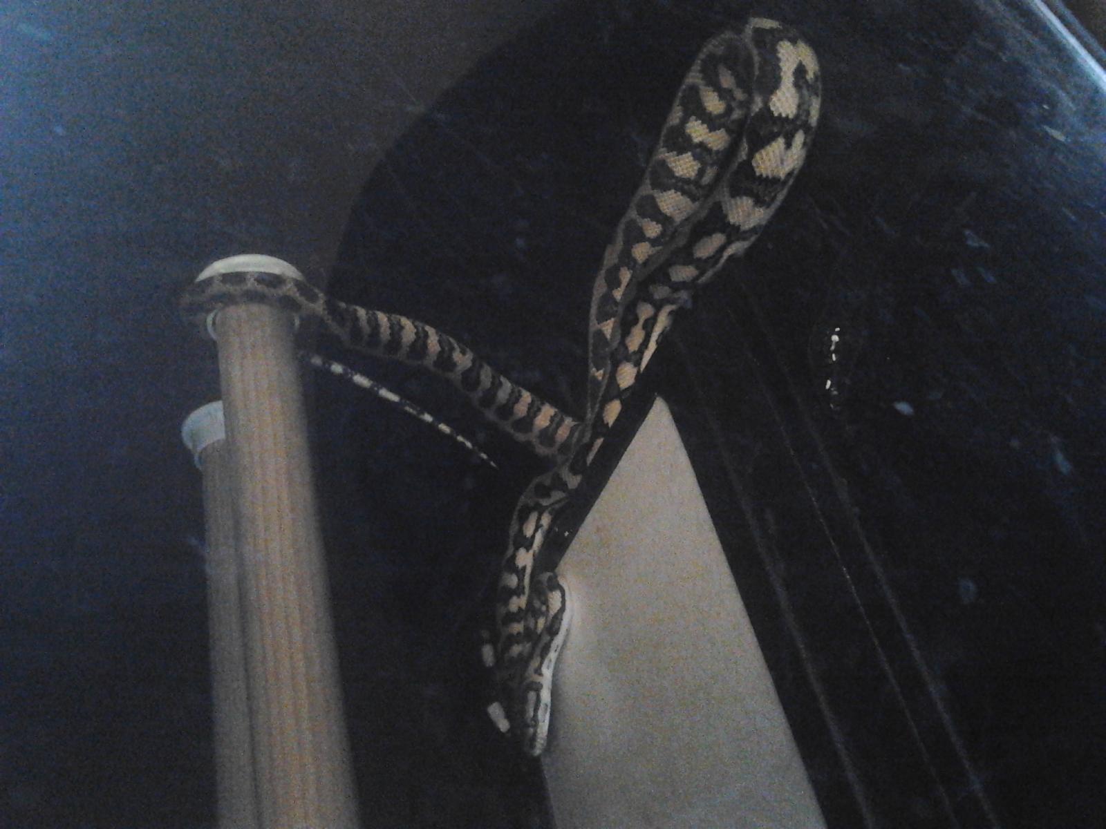 Stella my Coastal Jaguar carpet Python