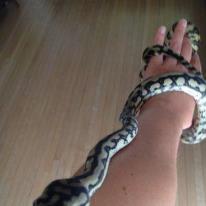 Stella my Coastal Jaguar carpet Python