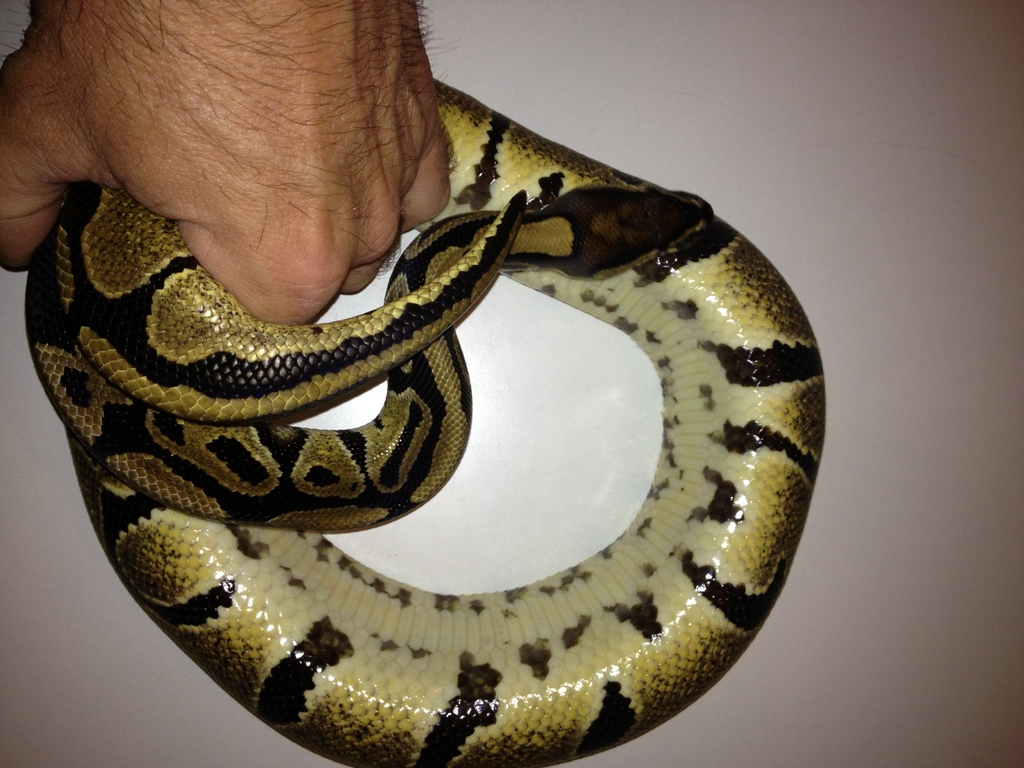 normal ball python