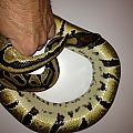 normal ball python