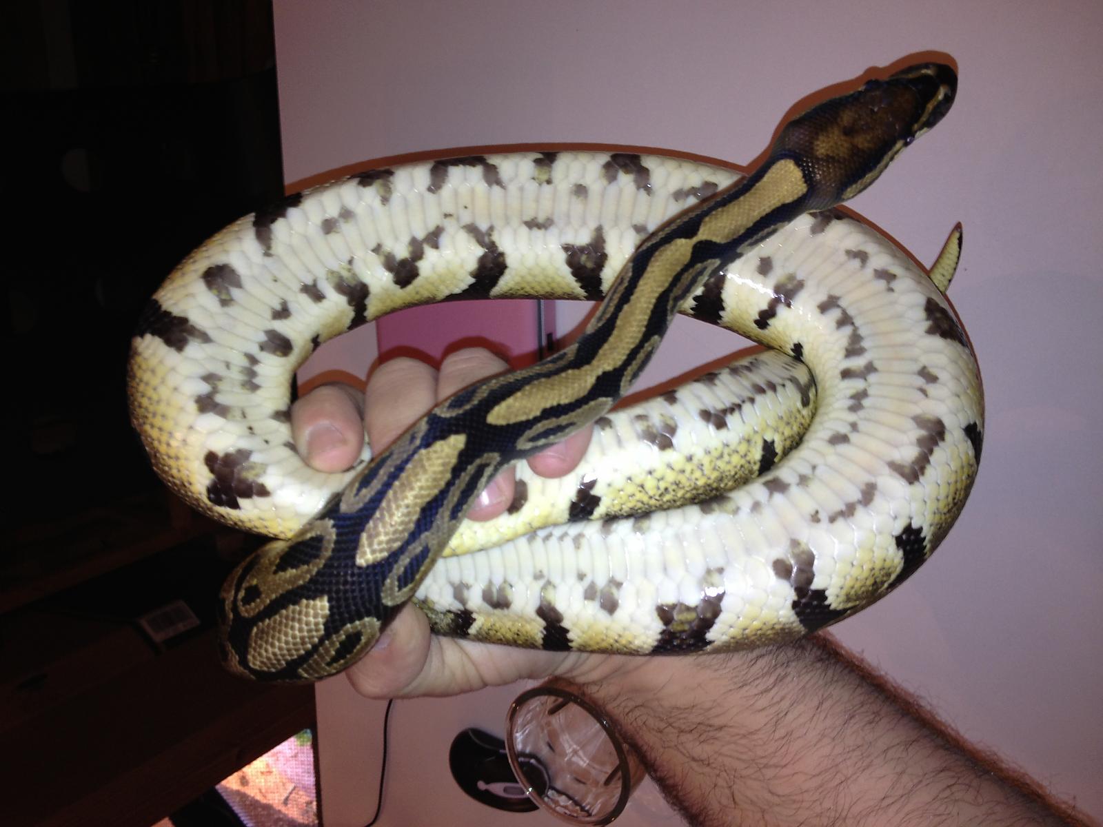 normal ball python