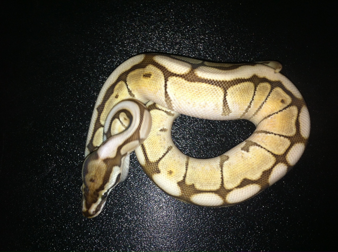 New girls