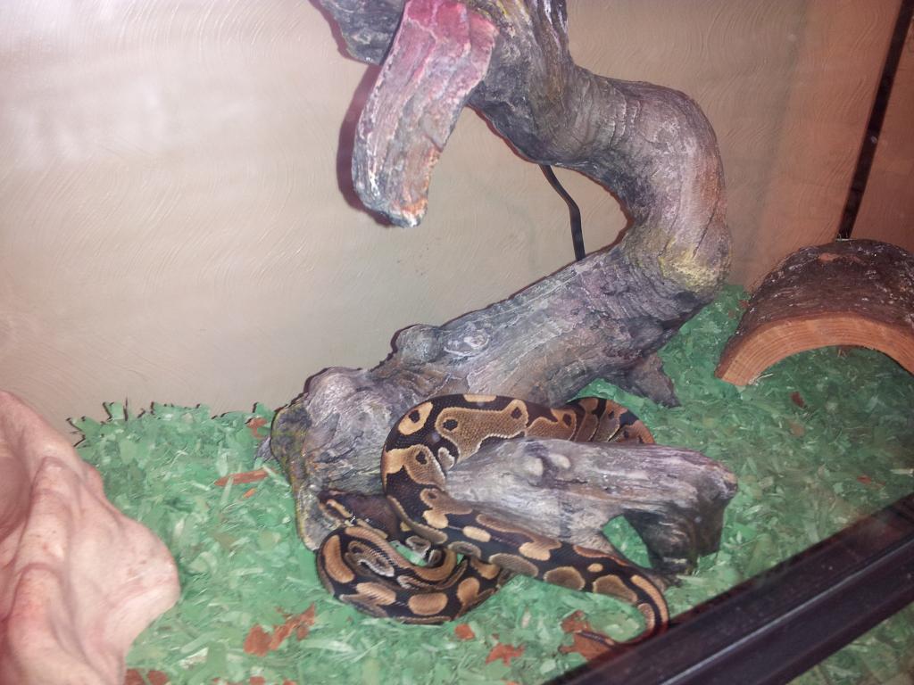 Severus, about 3 months old