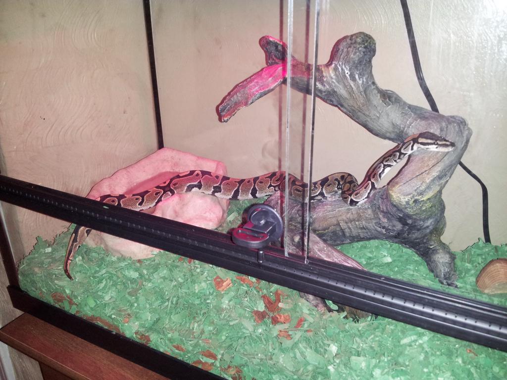 Severus, about 3 months old