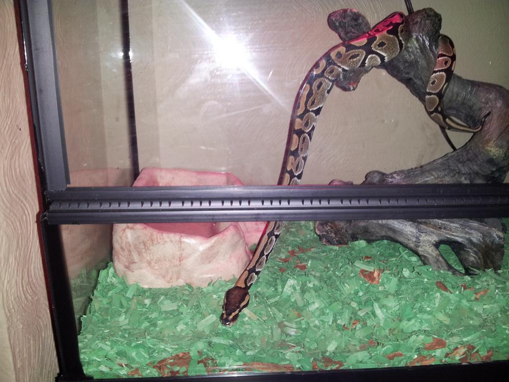 Severus, about 3 months old