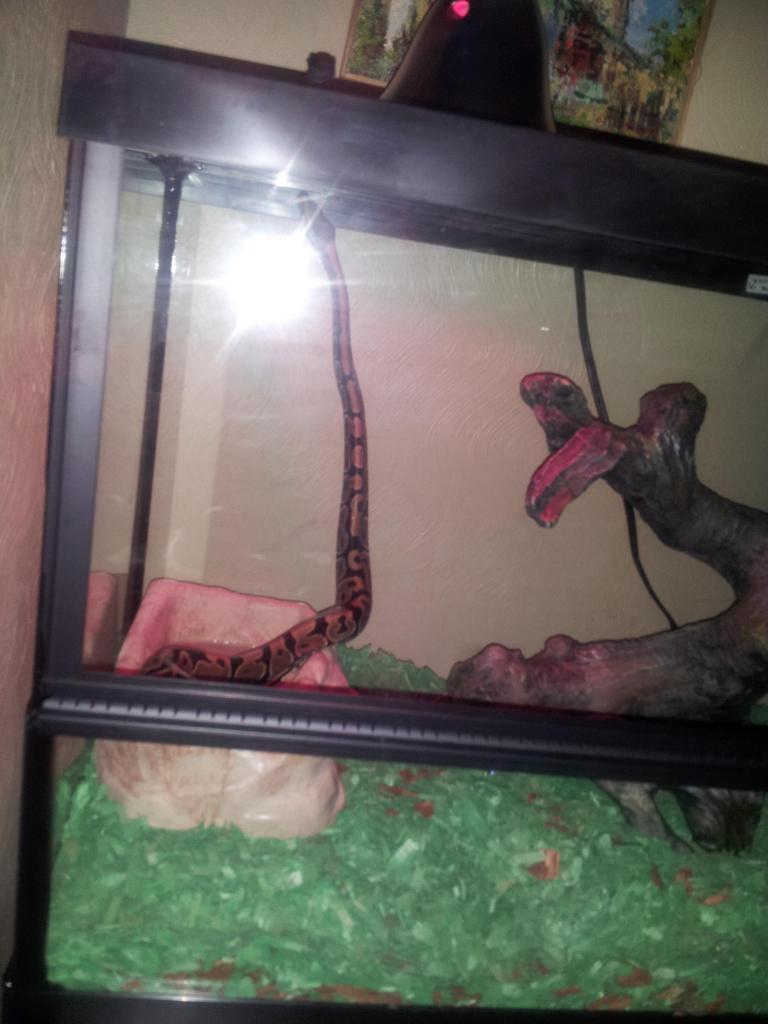 Severus, about 3 months old