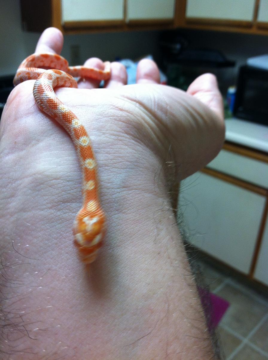 our snakes 001