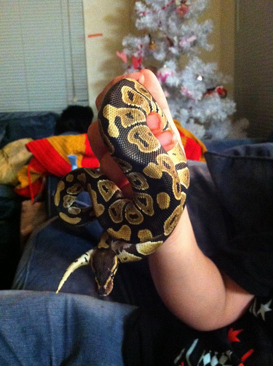 our snakes 006