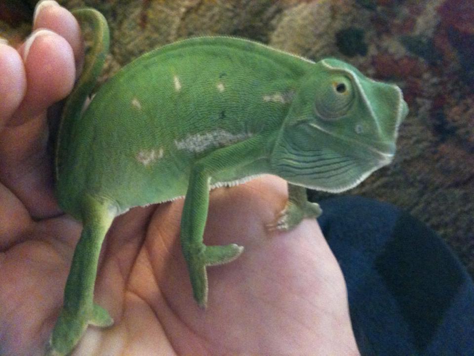 Wrex, my chameleon