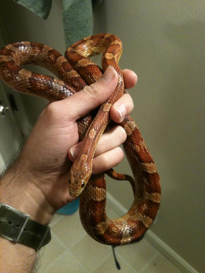 grunt, my corn snake