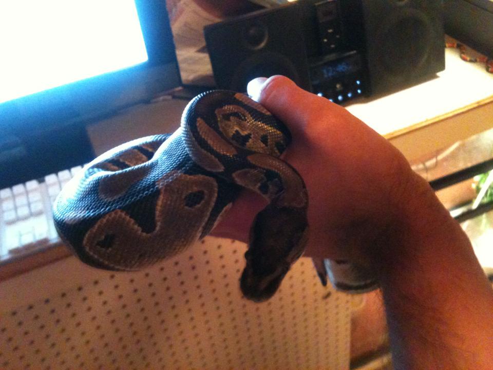 Garrus, my ball python