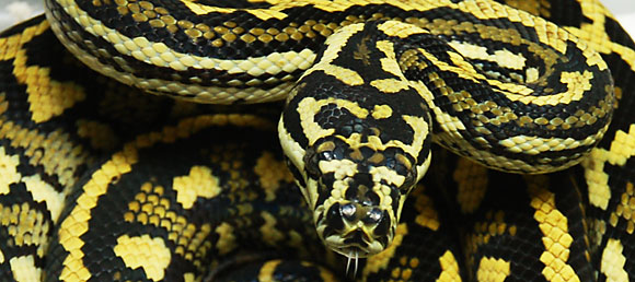 Irian Jaya Carpet Python